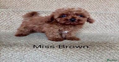 Cavapoo dogs - Advert 6