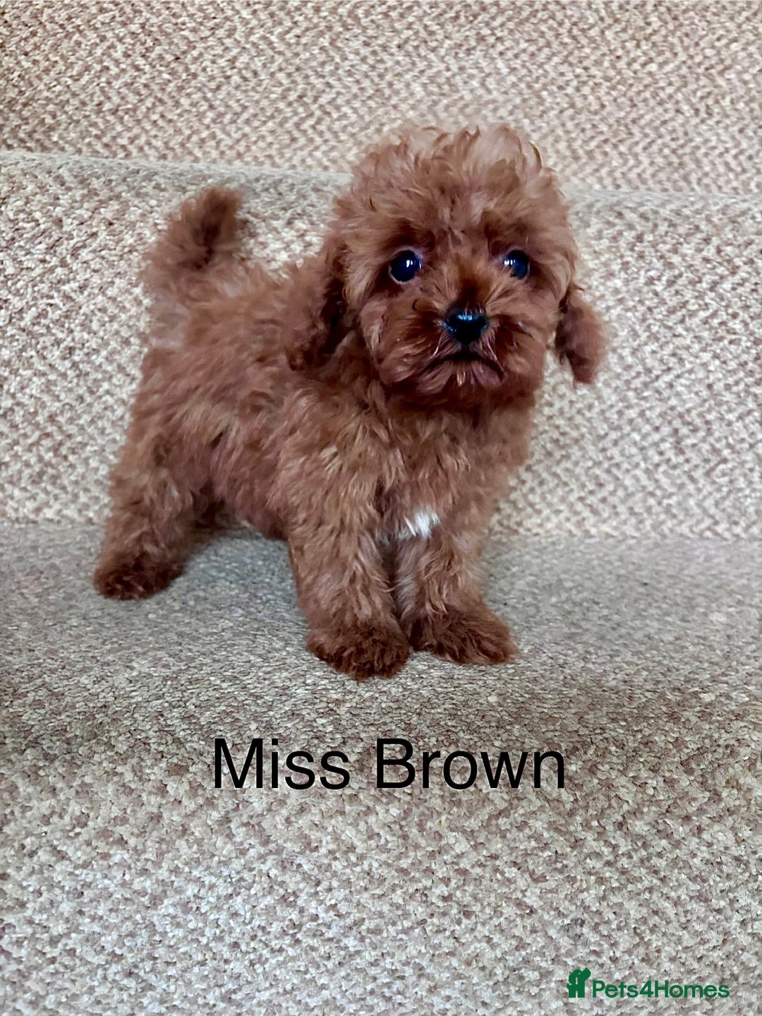 Cavapoo dogs for sale: Final X2 Beautiful Female F1b Cavapoo puppies  - Image 2