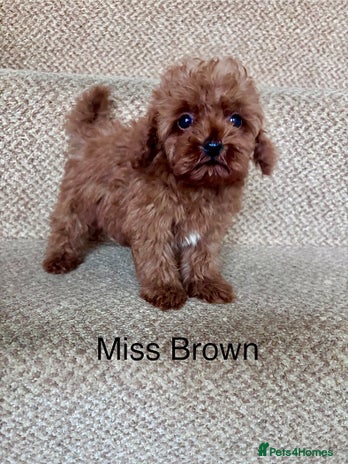 Cavapoo dogs - Advert 2