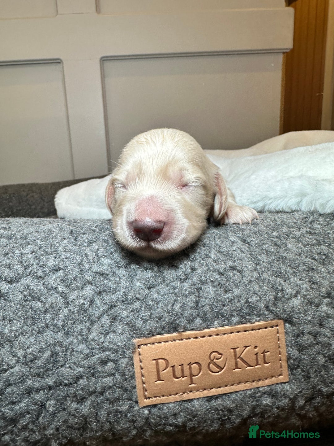 Miniature Dachshund dogs for sale: Clear Cream Miniature Dachsunds - Image 22