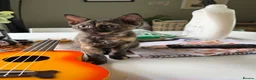 Devon Rex cats for sale: Devon rex  x sphynx kittens  in Bristol - Advert 5