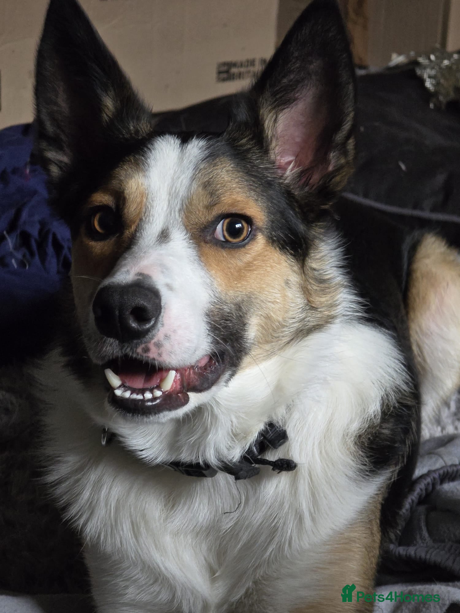 Smooth Collie dogs Smooth Collie looking for forever home  - Advert 2