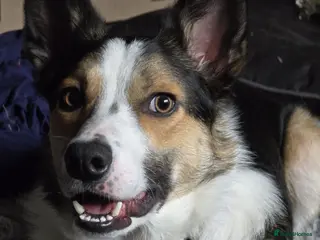 Smooth Collie dogs Smooth Collie looking for forever home - Advert 2