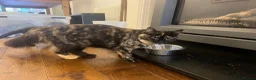 Mixed Breed cats for sale: 2 kittens, brother and sister  in London - Advert 7
