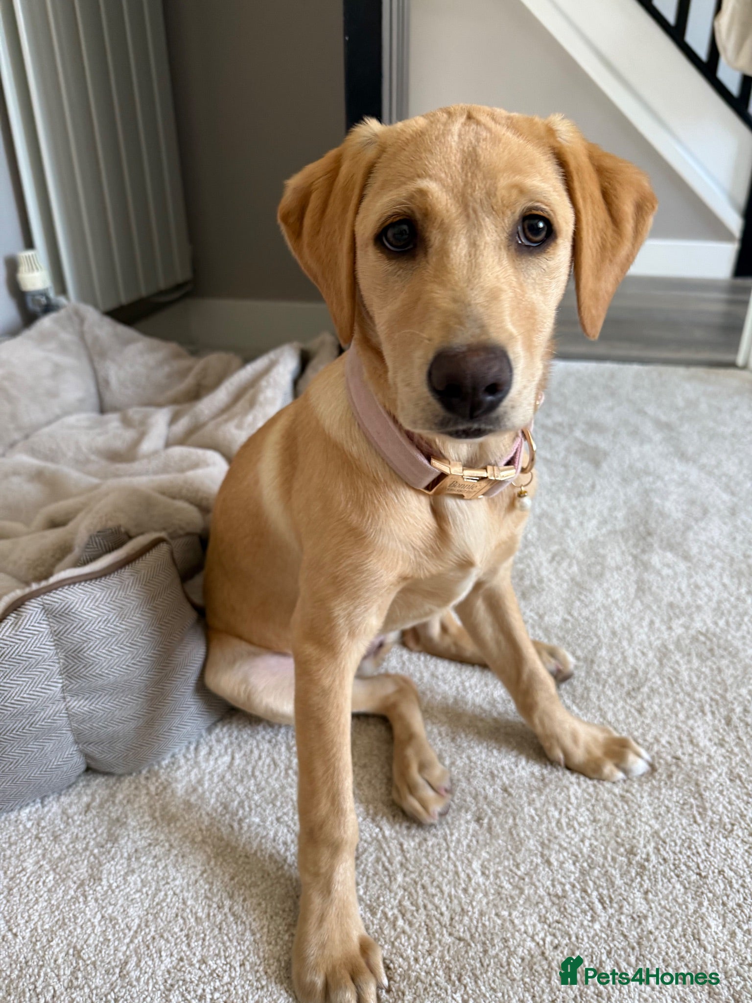 Labrador Retriever dogs Yellow Labrador for adoption  - Advert 3