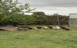 Ducks poultry for sale: Runner x Cayuga Ducks - Image 3