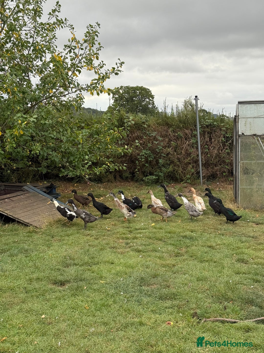 Ducks poultry for sale: Runner x Cayuga Ducks - Image 3