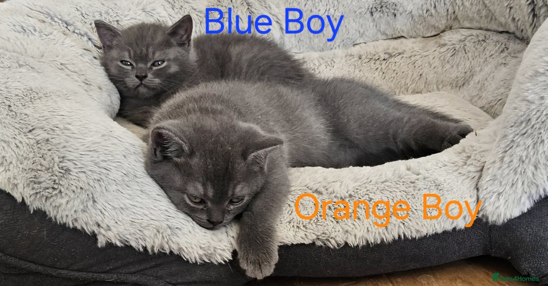 British Shorthair cats for sale: Beautiful BSH kittens looking for forever homes - Image 1