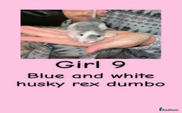 Rat rodents for sale: Beautiful baby rats looking for forever homes! - Advert 9