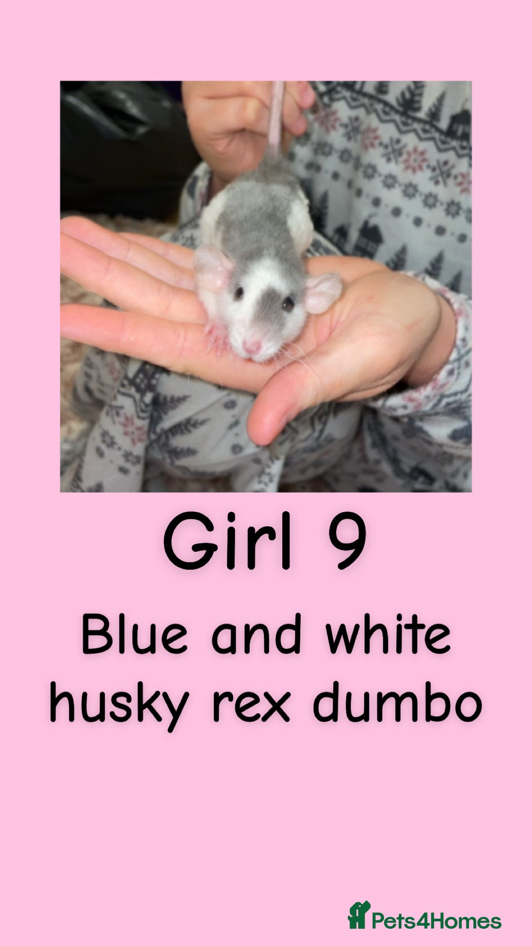 Rat rodents for sale: Beautiful baby rats looking for forever homes! - Advert 9