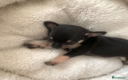 Chihuahua dogs for sale: Adorable black and tan chihuahua puppies  - Image 17