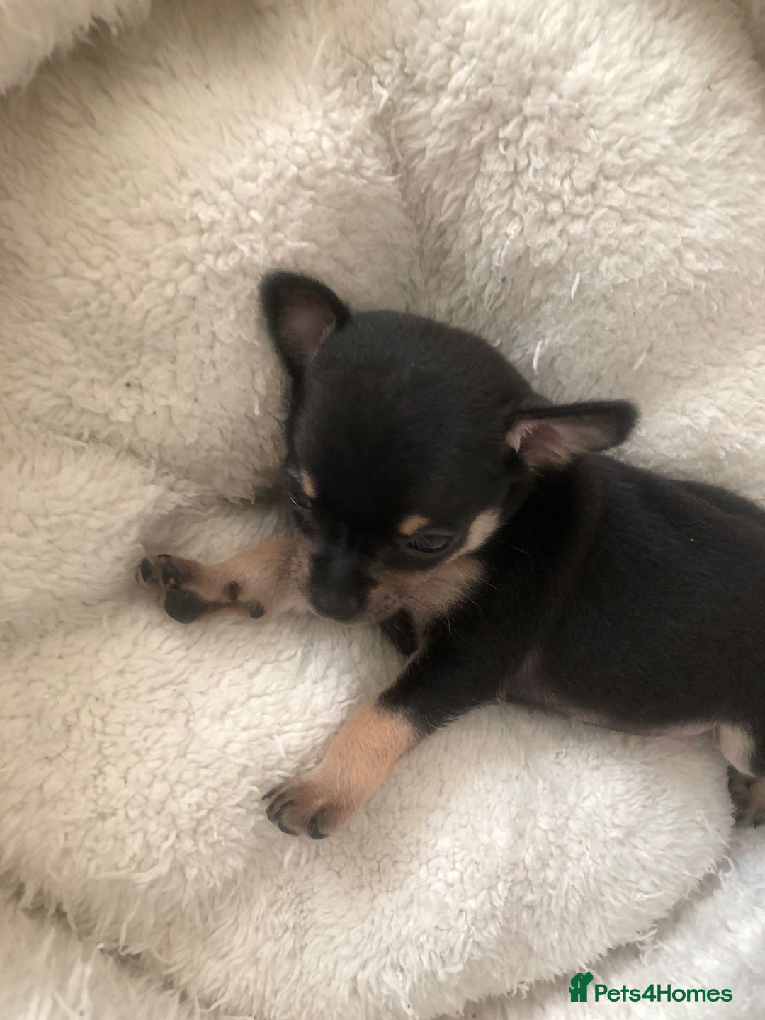 Chihuahua dogs for sale: Adorable black and tan chihuahua puppies  - Image 17