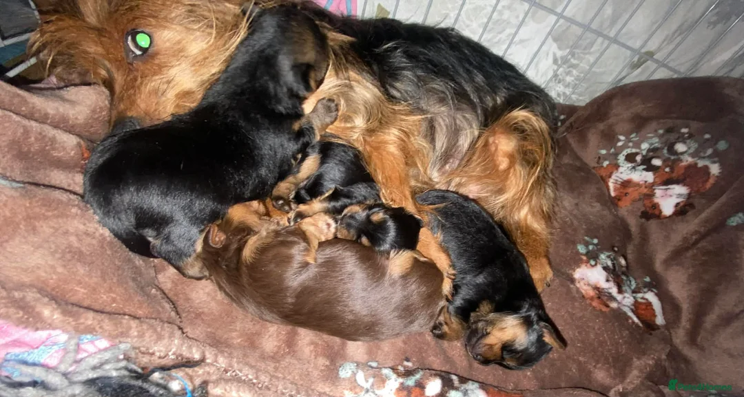 Yorkshire Terrier dogs for sale: yorkshire terrier puppies - Advert 3