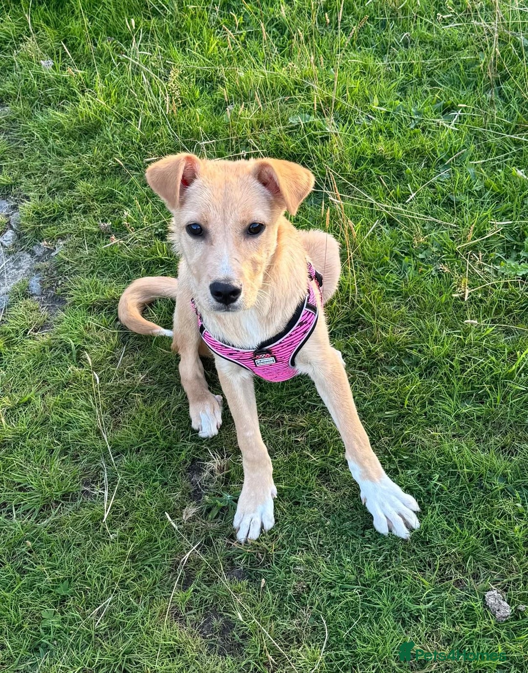 Mixed Breed dogs for adoption: Ruby  - Image 3