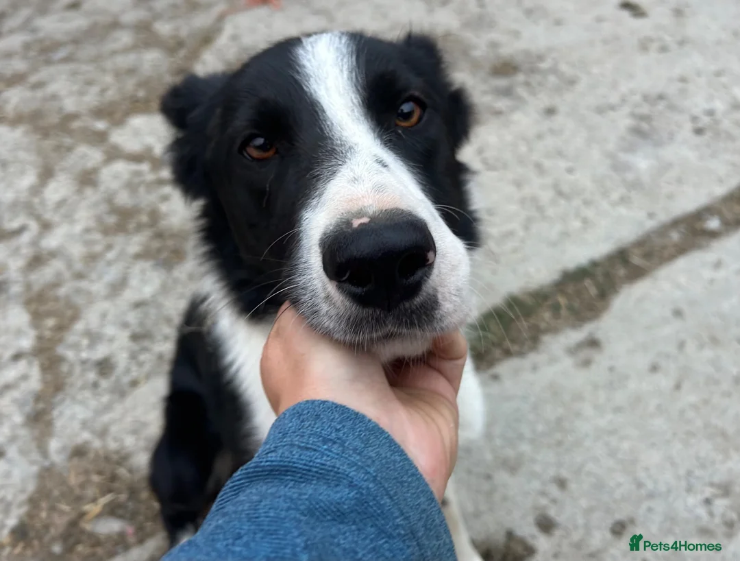 Mixed Breed dogs for sale: One female collie pup for sale  - Advert 2