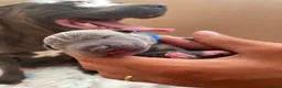 Staffordshire Bull Terrier dogs for sale: KC-QUALITY BLUE STAFFORDSHIRE BULLTERRIER PUPPIES - Advert 26
