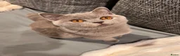 British Shorthair cats for sale: Multicolour GCCF Registered BSH kittens - Advert 3