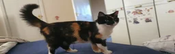American Shorthair cats for sale: Lovely kittens - Advert 13