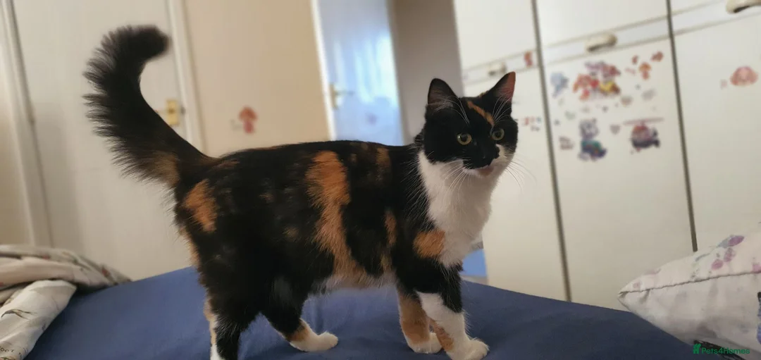 American Shorthair cats for sale: Lovely kittens - Advert 13