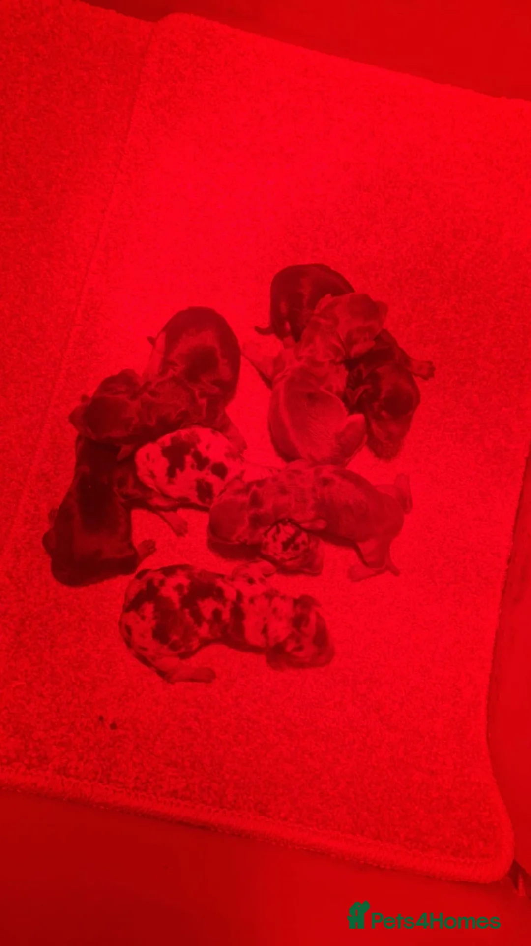 Miniature Dachshund dogs for stud: KC reg Isabella & Tan Stud! Free ovulation test in Stockton-on-Tees - Advert 18