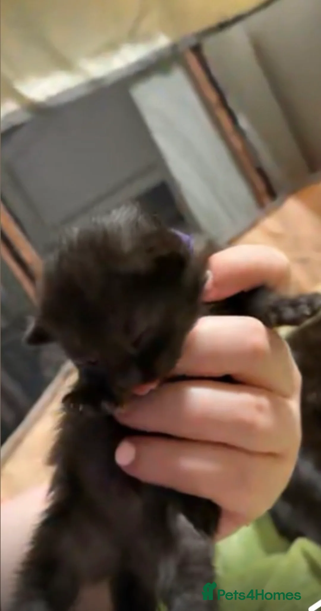 Mixed Breed cats for sale:     Beautiful Kittens Looking For Loving Homes 🖤 in Rossendale - Advert 13