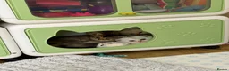 Scottish Fold cats for sale: Beautiful Scottish Fold & Straight Kittens - Advert 4