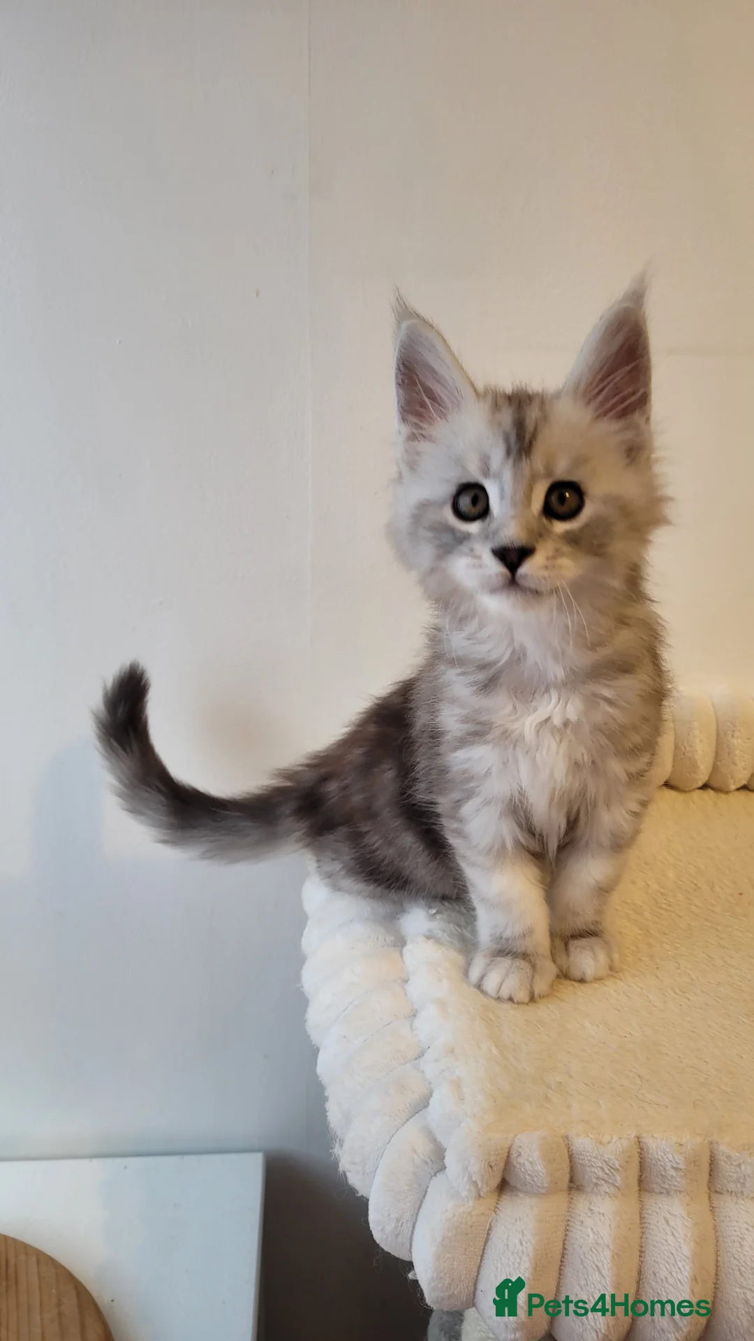 Maine Coon cats for sale: Tica registered Maine coon kittens  - Advert 24