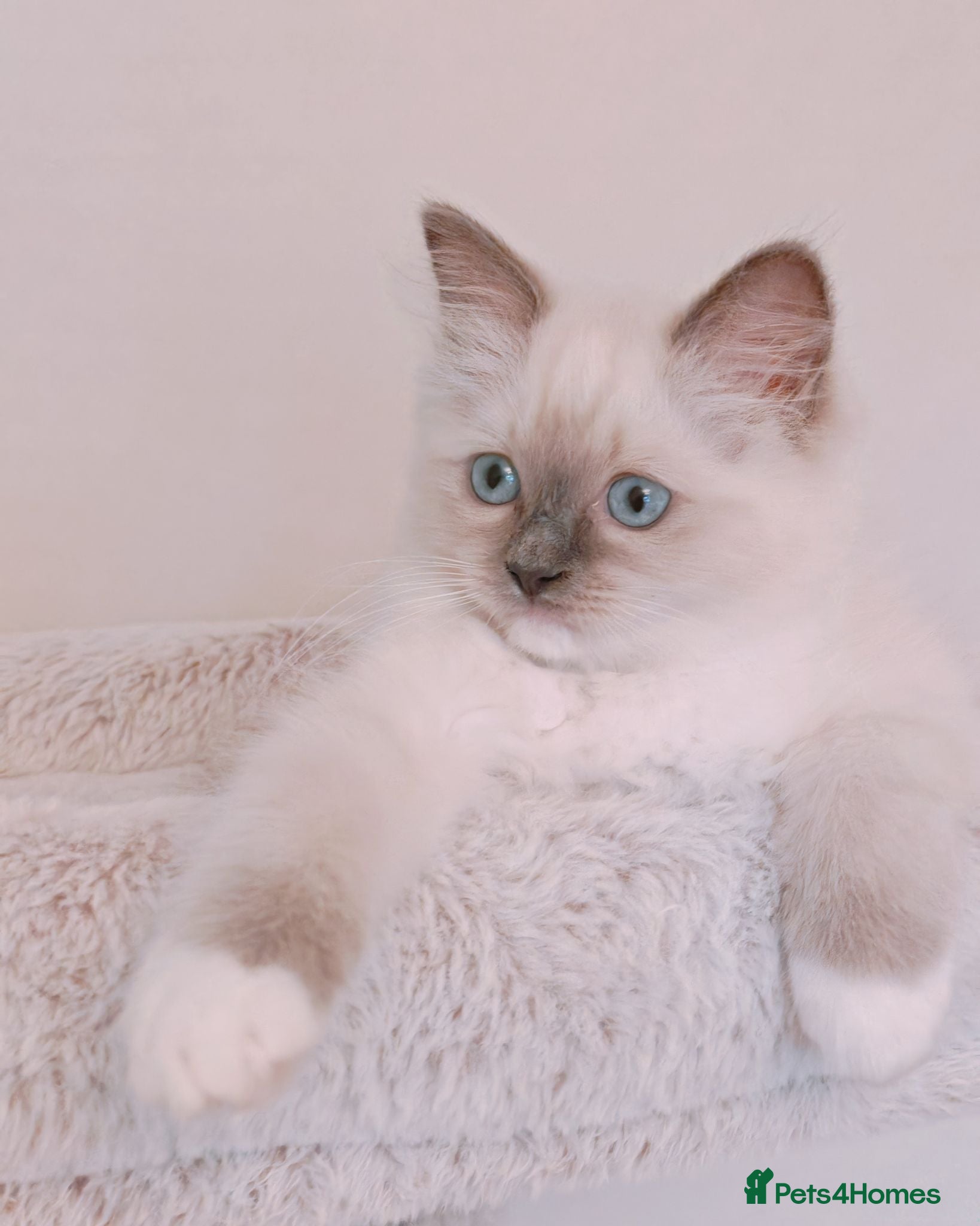 Ragdoll cats Raised with Love, looking for forever homes 🏠❤️ - Advert 6