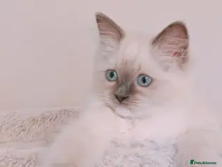 Ragdoll cats Raised with Love, looking for forever homes 🏠❤️ - Advert 6