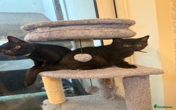 British Shorthair cats for sale: Only 2 girls left ready to go BBSH - Image 8