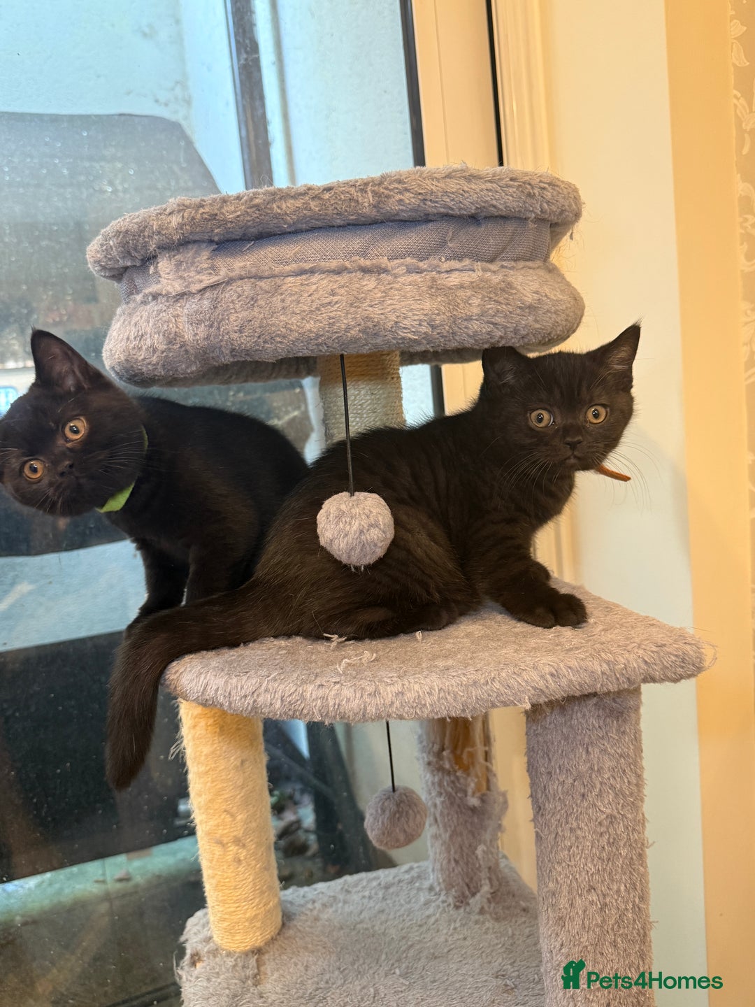 British Shorthair cats for sale: Only 2 girls left ready to go BBSH - Image 8