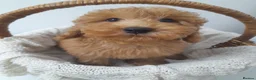 Miniature Poodle dogs for sale: Last 2 boys left miniature poodle puppies - Advert 9