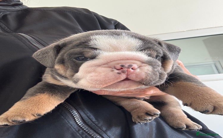 English Bulldog dogs - Advert 4
