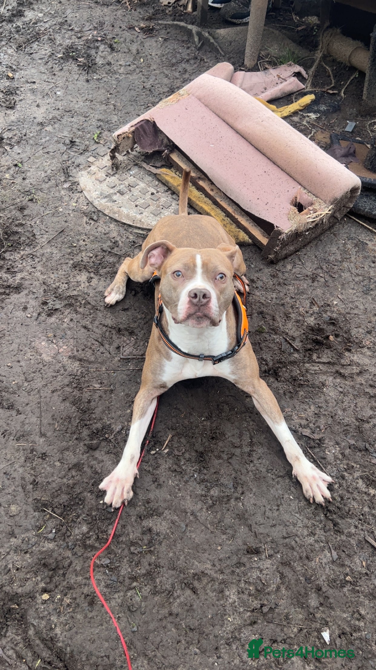 Mixed Breed dogs Staff x Johnson’s American  - Advert 1