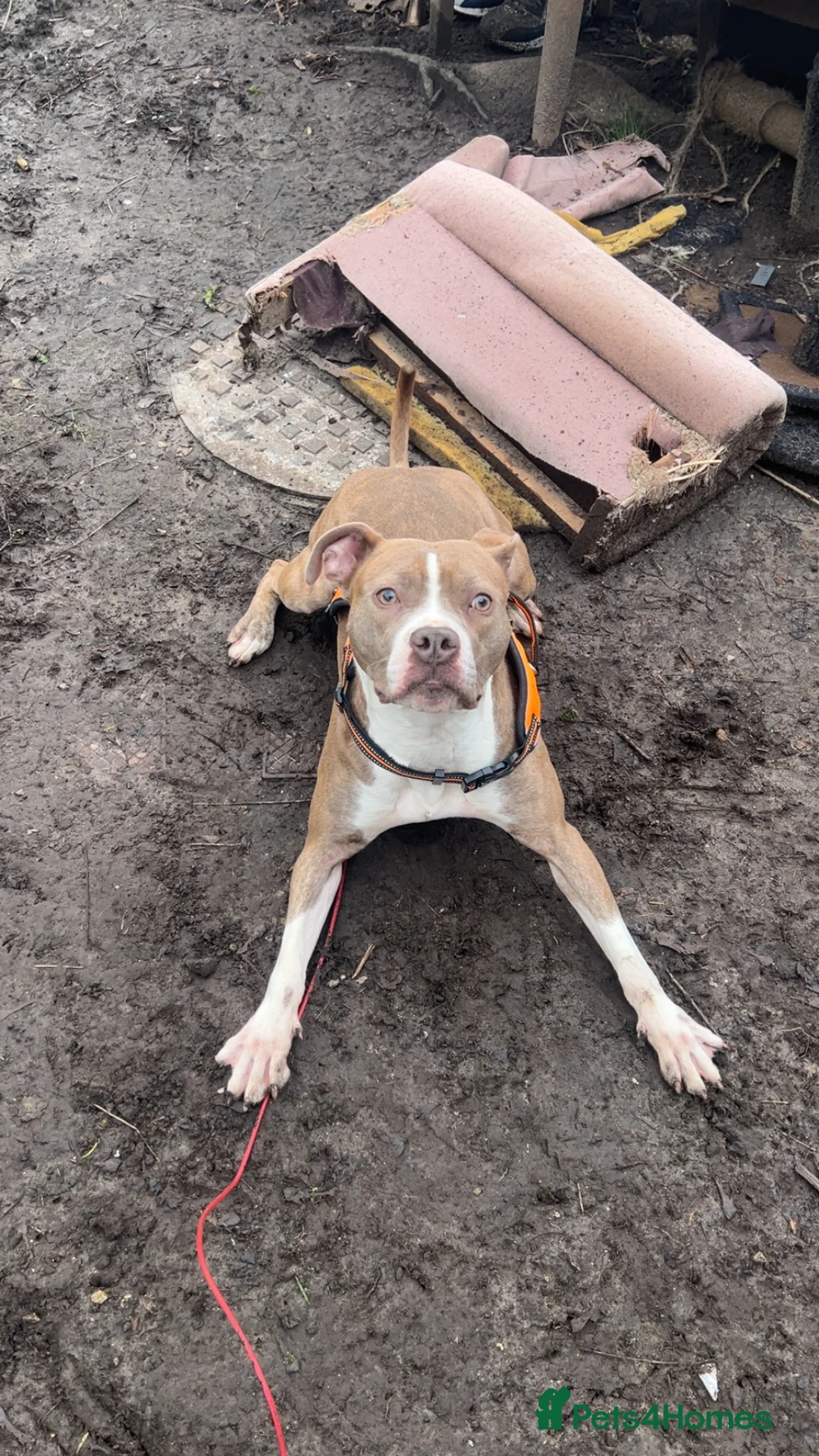 Mixed Breed dogs for sale: Staff x Johnson’s American  - Advert 1