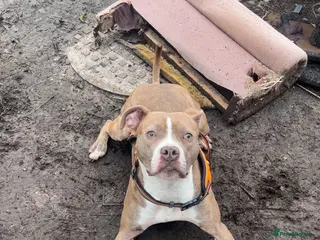 Mixed Breed dogs Staff x Johnson’s American - Advert 18