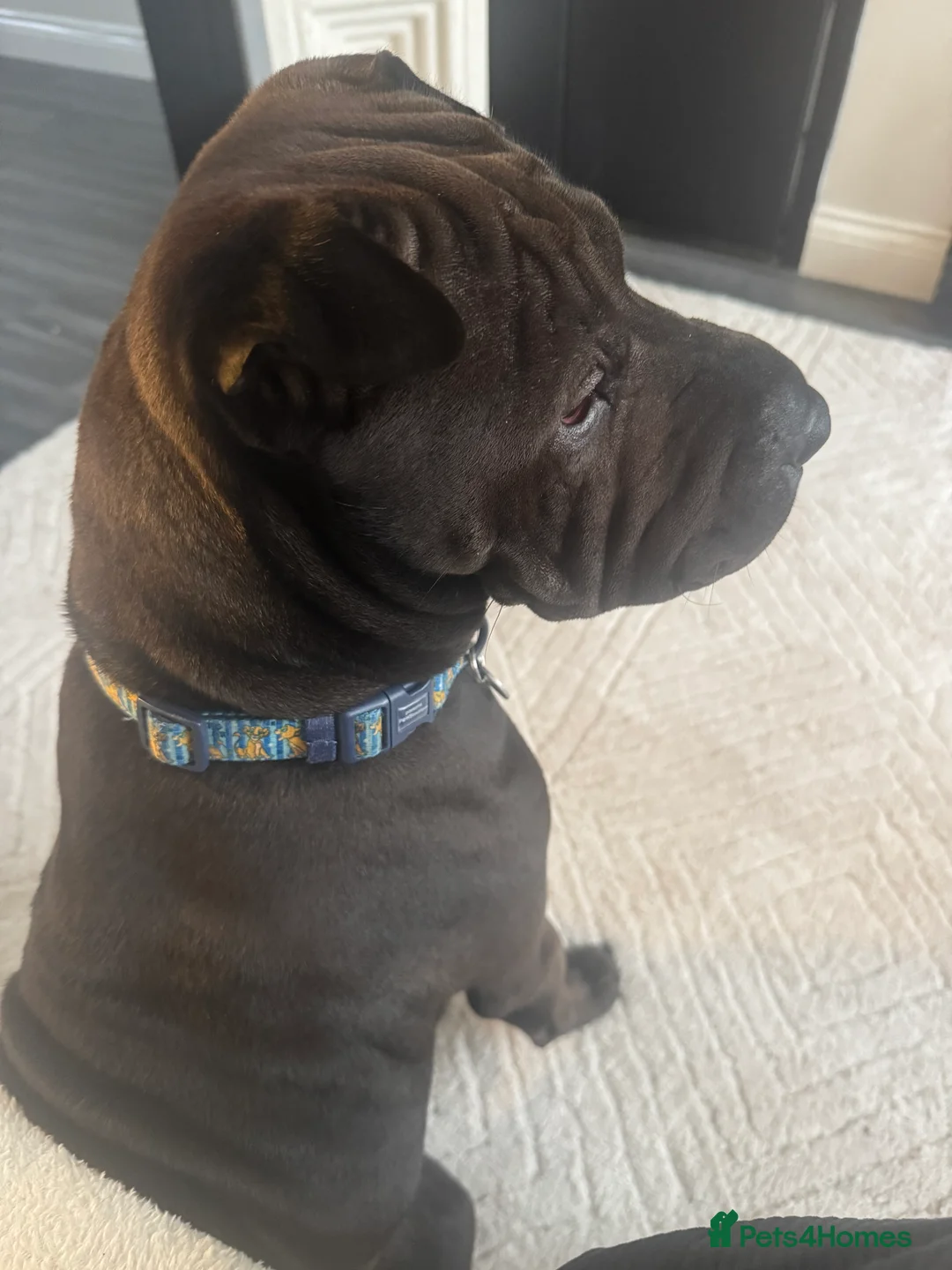 Shar Pei dogs for sale: Male shar pei  - Advert 4