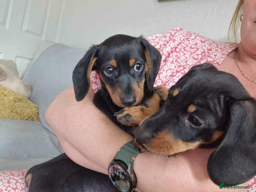 Miniature Dachshund dogs for sale: 2 female miniature dachshunds  - Image 4