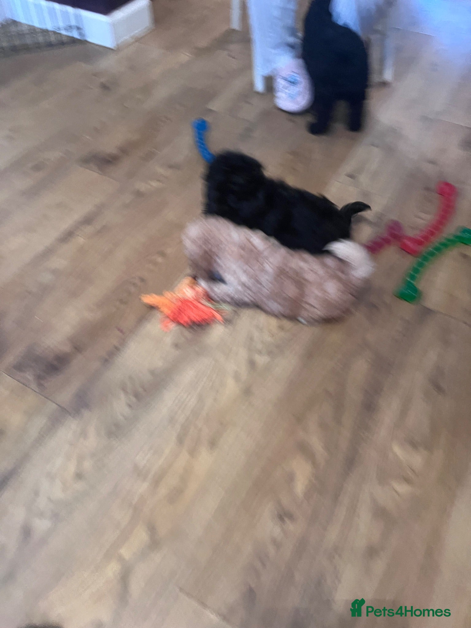 Cockapoo dogs 🐶 Beautiful F1B Cockapoo Puppies 🐶ready now!! - Advert 2