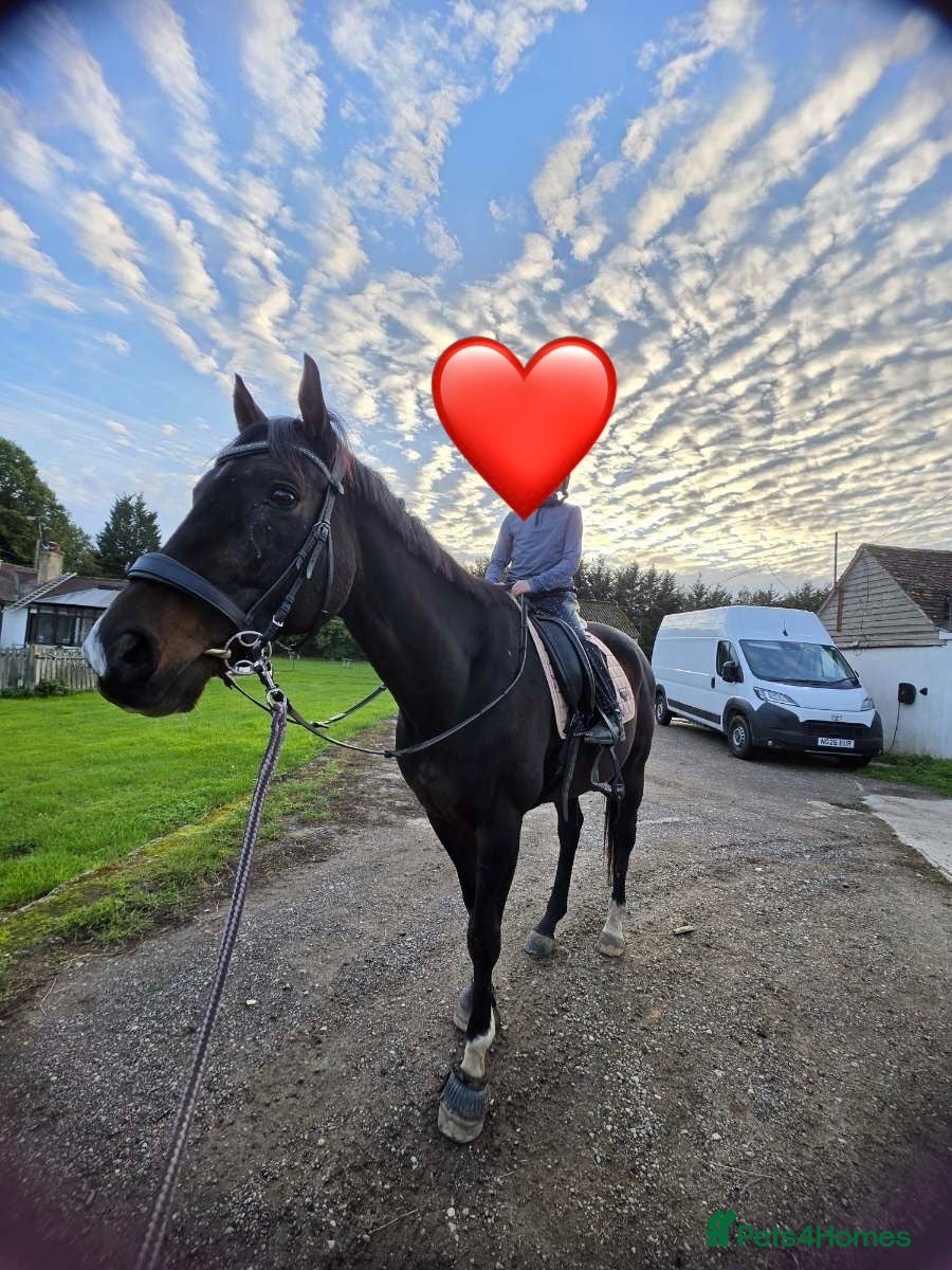 English Thoroughbred horses for sale: True confidence giver  - Advert 14