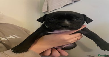 Staffordshire Bull Terrier dogs in Harrow - Advert 6