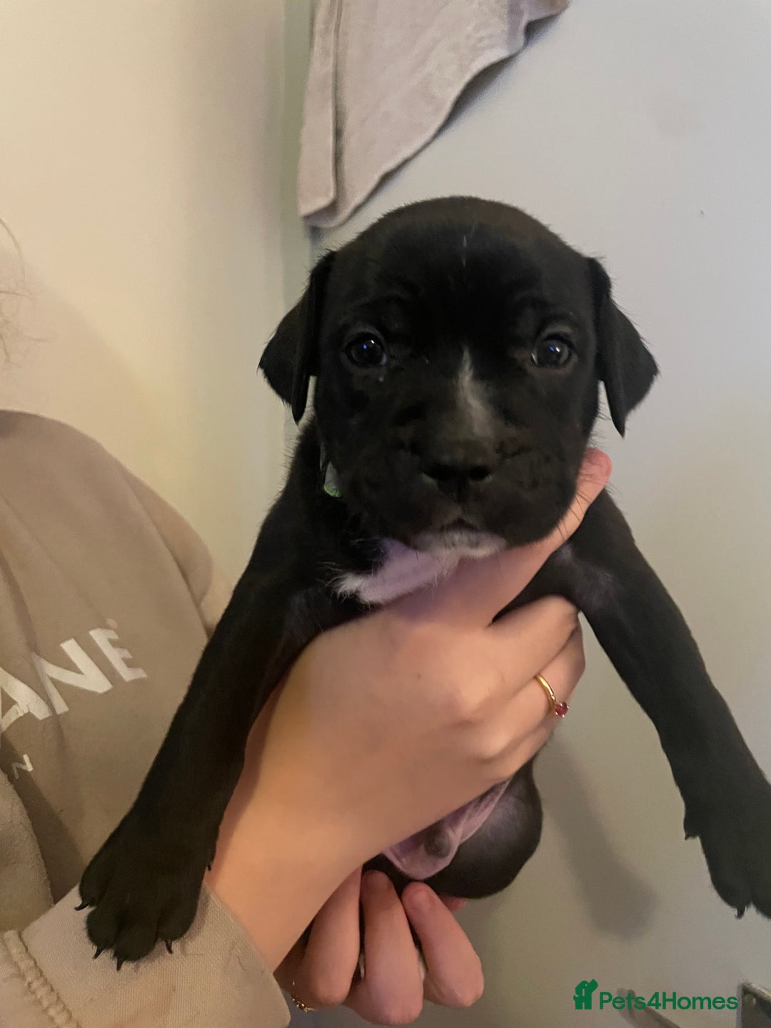 Staffordshire Bull Terrier dogs for sale: Staffordshire/American Staffordshire pups in Harrow - Image 2