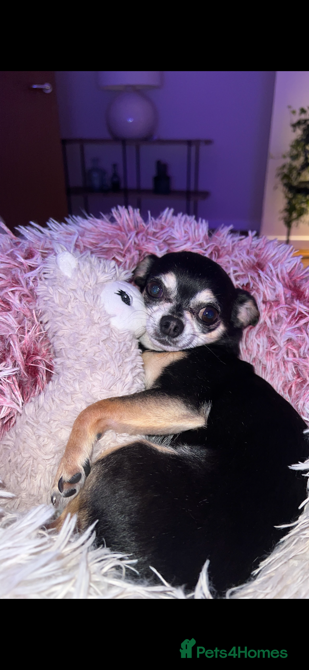 Chihuahua dogs for sale: Tri Colour Chihuahua Girl Seeking a Loving Home. - Advert 2