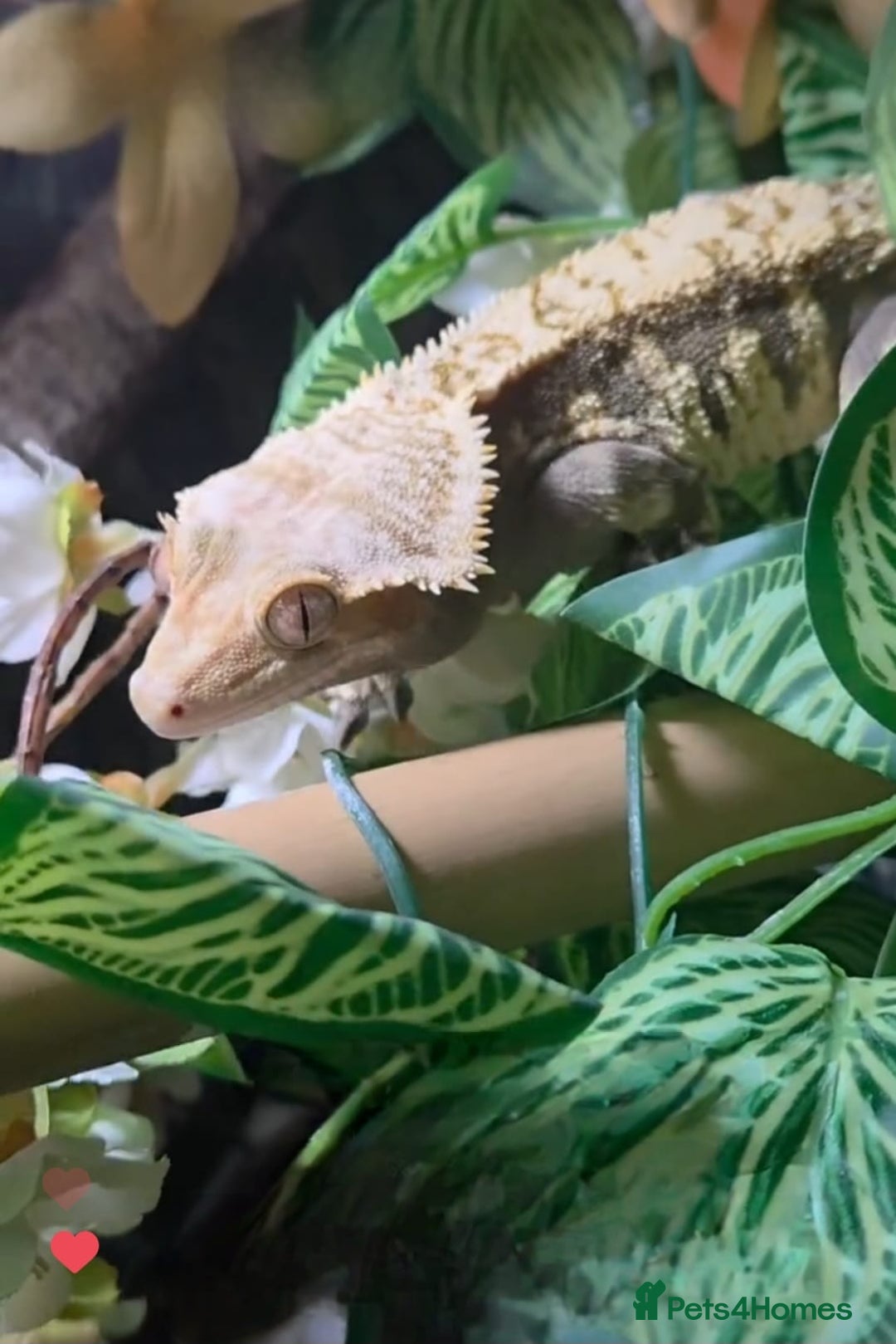 Gecko reptiles for sale: Crested Gecko Male Boy Reptile  - Image 4