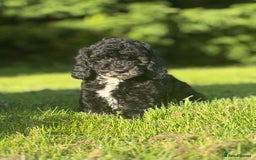 Cavapoo dogs for sale: Beautiful cavapoochon puppies  - Image 6