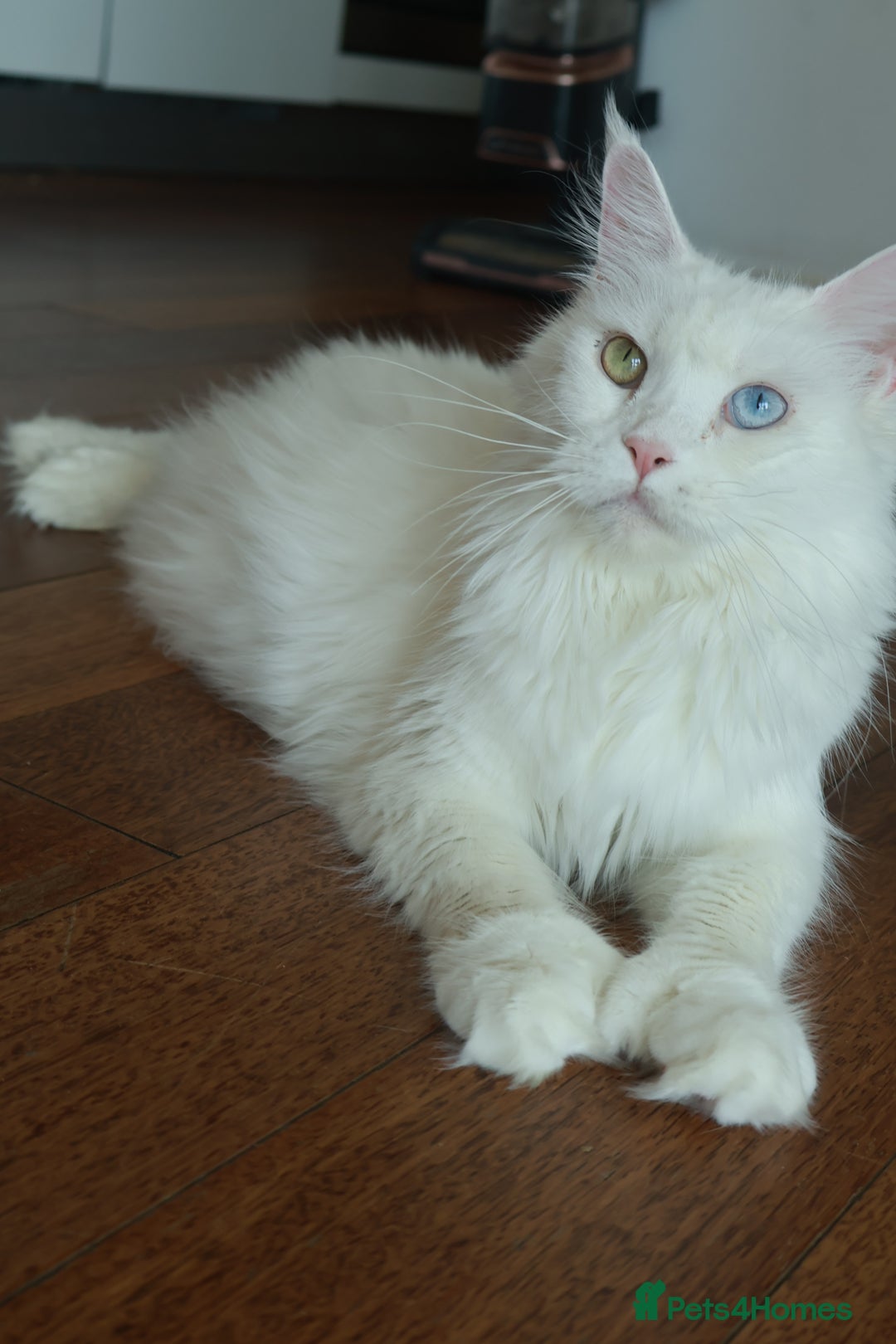 Maine Coon cats for sale: Rare 7-toed, Champion, Russian Maine coon kittens - Image 5