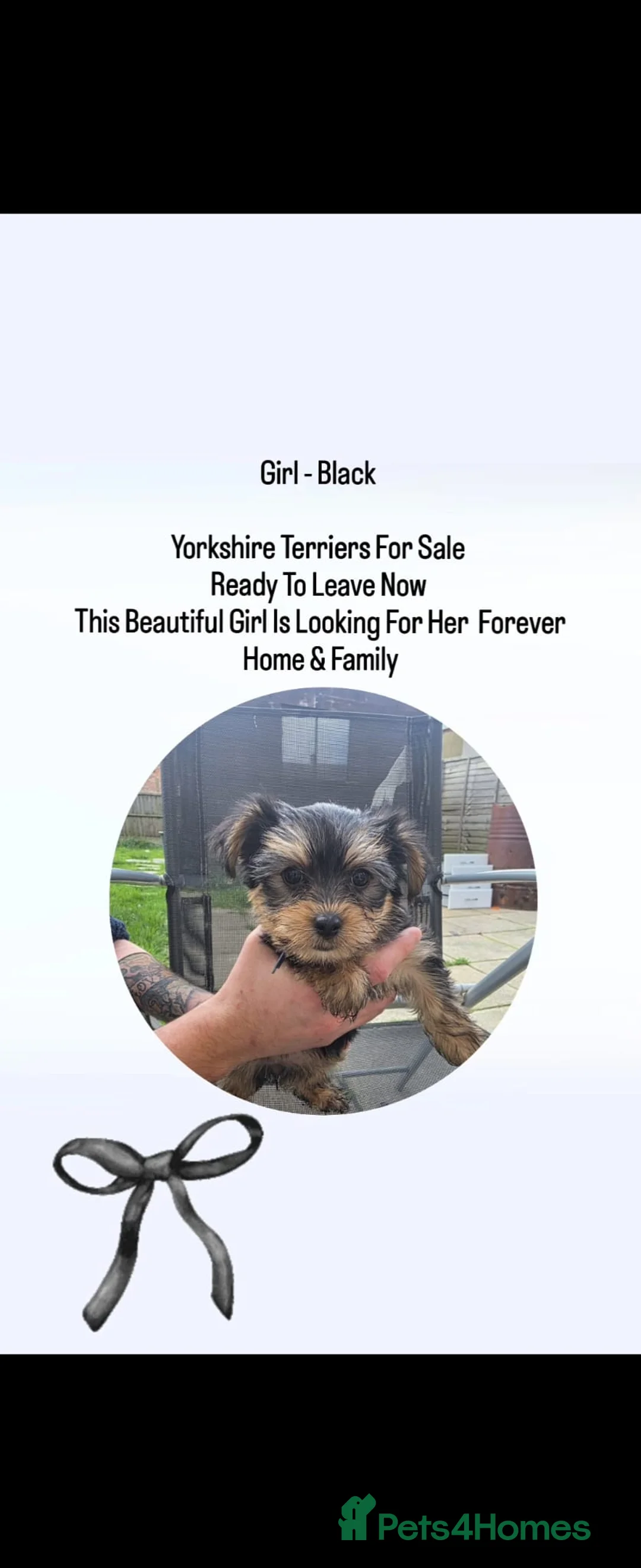 Yorkshire Terrier dogs for sale: 7 Beautiful Yorkshire Terrier Puppies - Advert 8