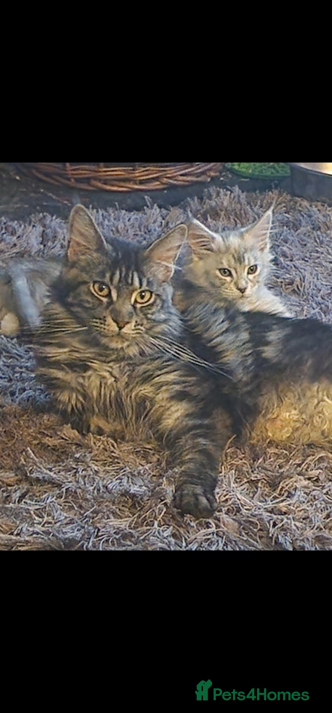 Maine Coon cats for sale: Maine Coon TICA reg kittens and Persian adult  - Image 9