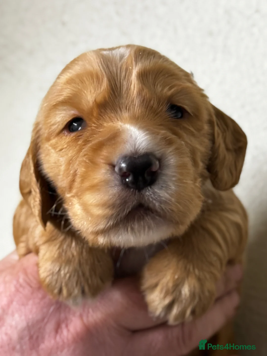 Cocker Spaniel dogs for sale: Working cockers spaniel  - Advert 1