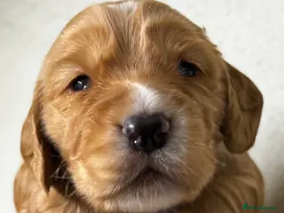 Cocker Spaniel dogs Working cockers spaniel - Advert 12